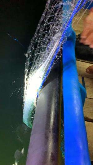 dapet ikan caroang babon #mancing #fishing #shrimp #udang #nelayan #laut #jaring #ikan #reelsviral #animals #skill #fyp #trending