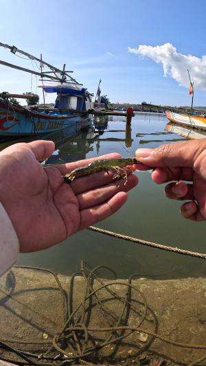 my shrimp fishing trick #fishing #shrimp #traditional #usa #usareels #UnitedStates #unitedkingdom #denmark #canada