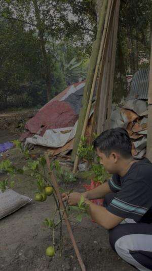 Tanam buah limau