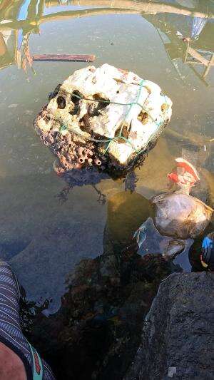 memancing udang yang lagi sembunyi 