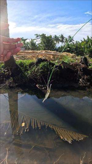 menangkap udang berkumis panjang