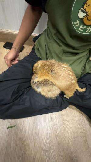 kasian capybara yang dibawah jadi capybara geprek ??