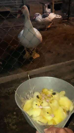 Netas lagi 11 ekor, Alhamdulillah 