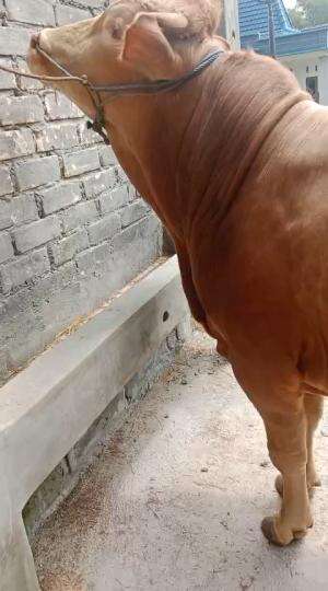 Sapi korban haidar farm semarang utara 2025