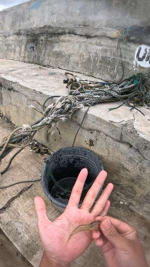 menangkap udang babon #udang #nelayan #laut #jaring #ikan #fbpro #reels #reelsviral #duniaikan #skils #fyp #trending