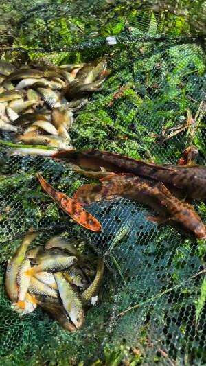 Pasang perangkap ikan