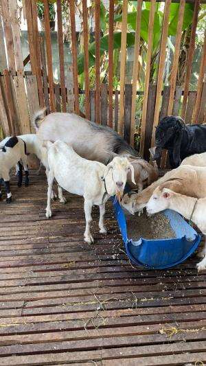 INI SORE KU BOLO TERNAK KAMBING PERAH HUJAAAN😀.SEMOGA SEHAT SEHAT SELALU PERKAMBINGANYA