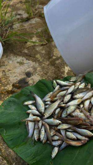 Mancing pakai cacing 20ekor apakah bisa panen ikan