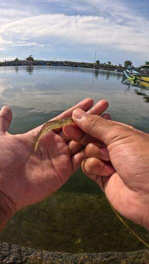 how to catch shrimp super fast and easy #fishing #usa #usareels #UnitedStates #unitedkingdom #denmark #canada