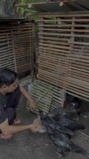 Beri makan ayam 