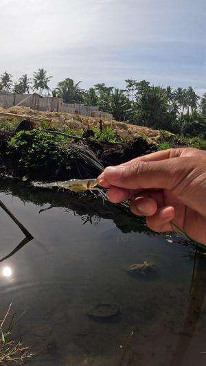 tutorial menangkap udang sungai #fishing #shrimp #fish #sea #traditional #usareels #UnitedStates #reelsviral #skils #fyp #trending