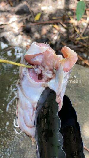 Masak ikan lele di busukan #ikan #ikanlele #masakan #rcti