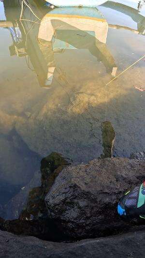 cara cepat nangkap udang ? 