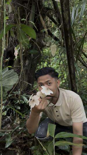 Cabut kulat bantilung