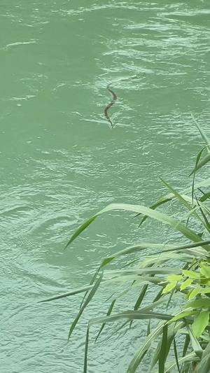 Mancing disungai yang airnya biru sarangnya ikan nilem