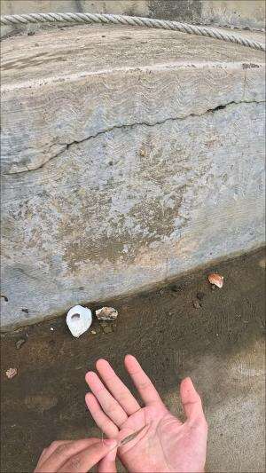 mau kabur udang nya #mancing #fishing #shrimp #udang #nelayan #laut #jaring #ikan #reelsviral #animals #skill #fyp #trending