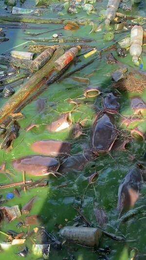Pelihara ikan lele dikloset