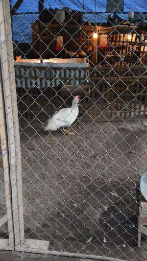 Indahnya pemandangan #peternakmuda #menthokjumbo #muscovyduck