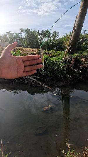 teknik mancing yang kurang terkenal #fishing #shrimp #fish #sea #traditional #usareels #UnitedStates #reelsviral #skils #fyp #trending