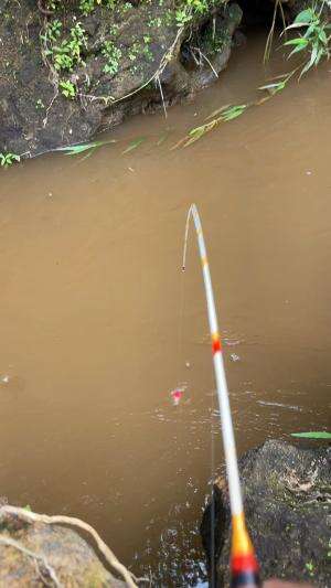 Joran sampai patah gara gara disambar ikan ini