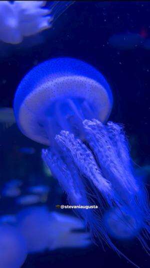 Jellyfish dancing , my heart healing 🤍 #aquarium 