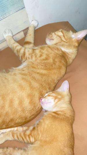 Anak kayak ibu  #Kucing 