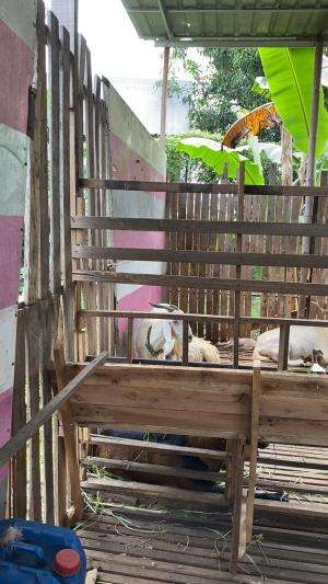 Kambing korban 2025 semarang
