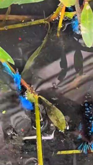 Air comberan mengandung banyak ikan 