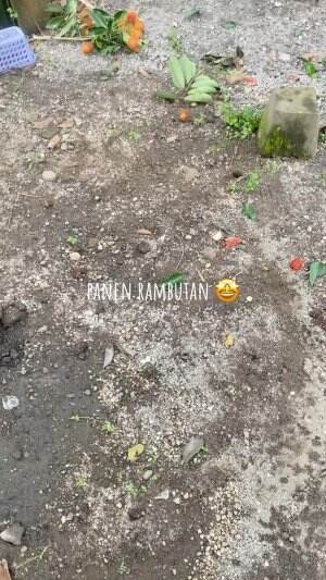 panen rambutan di boyolali🤩 #short+ #rctiplus #rcti+