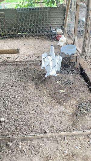 Spill tipis tipis lagi bollo #peternakmuda #menthokjumbo #muscovyduck