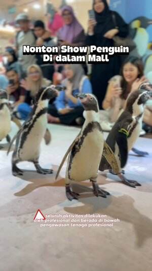 rekomendasi place to go edisi nonton penguin show di Jakarta 🐧✨