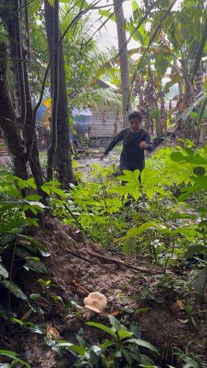 Jamur sebesar ini apakah bisa dimakan ya