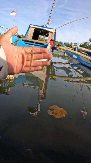 how to catch shrimp super fast and easy #fishing #traditional #usa #usareels #UnitedStates #unitedkingdom #denmark #canada