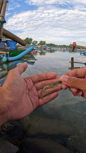 cara menangkap udang #mancing #fishing #shrimp #udang #nelayan #laut #jaring #ikan #reelsviral #animals #skill #fyp #trending