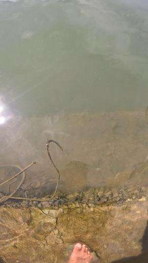 menangkap udang kecil #usa #usareels #newyork #germany #fyp #australia #luksemburg #ingris #belanda #skils #shrimp #fisherman #selandiabaru 