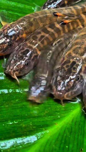 Cara cepat mancing ikan uceng#mancing#mancingliar
