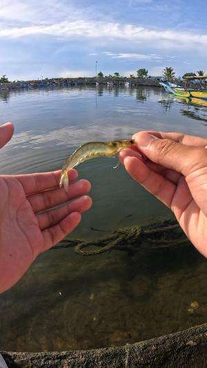 how to catch shrimp super fast and easy #fishing #usa #usareels #UnitedStates #unitedkingdom #denmark #canada