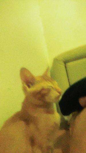  #Kucing 