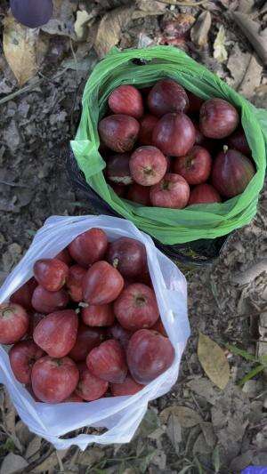 Petik buah jambu agung