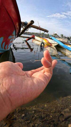 how to catch shrimp super fast and easy #fishing #usa #usareels #UnitedStates #unitedkingdom #denmark #canada