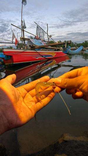 beginilah cara menangkap udang dengan cepat #fishing #shrimp #fish #sea #traditional #usareels #UnitedStates #reelsviral #skils #fyp #trendi