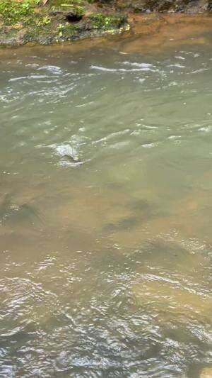 Tiba-tiba disambar ikan predator