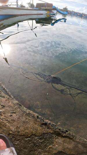 udang? #udang #nelayan #laut #jaring #ikan #fbpro #reels #reelsviral #duniaikan #skils #fyp #trending