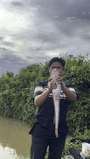 Ubur ubur ikan lele ini ikan lele besar le