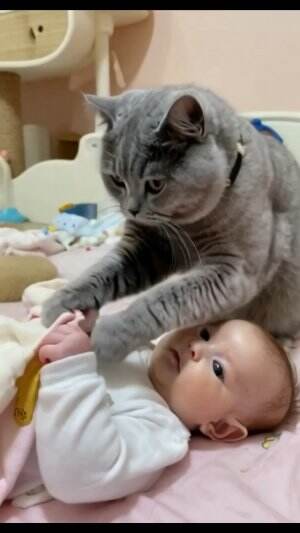 Ibuk mau dipijat buk? #Kucing #kucingluci