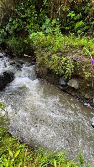 Umpan dari alam bikin ikan ketagihan