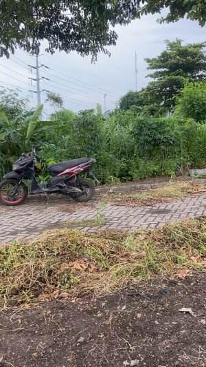 Mencari pakan ternak setiap waktu untuk kambing biar gemuk sehat😆🥰