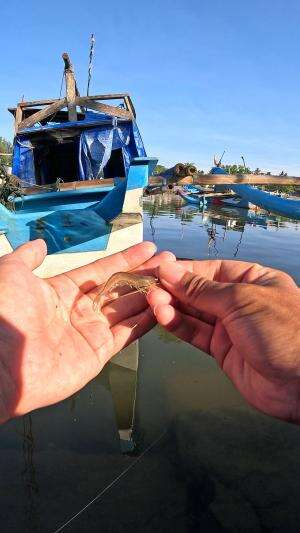 Shh you're a shrimp #fishing #shrimp #traditional #usa #usareels #UnitedStates #unitedkingdom #denmark #canada