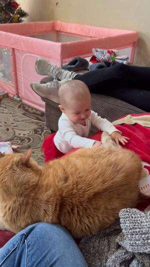 Kucing vs bayi  #Kucing #funnyvideo 