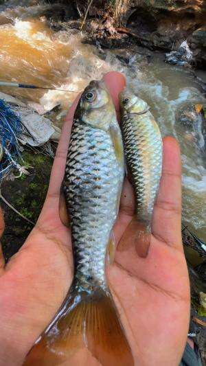 Jackpot ikan wader terbesar